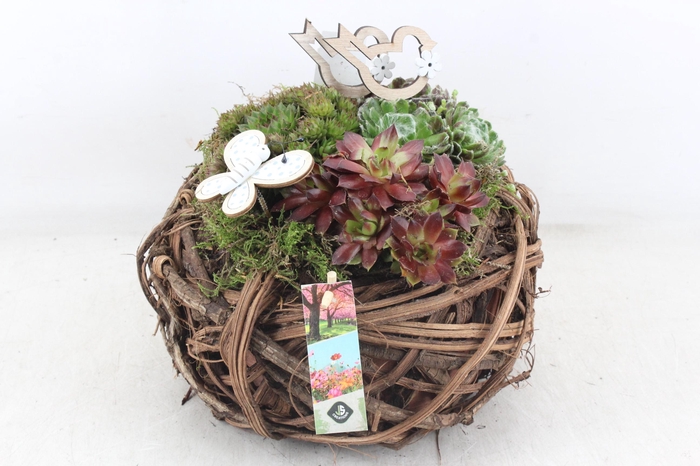 <h4>arr4 Semp JS - Wilg bolmand Los</h4>