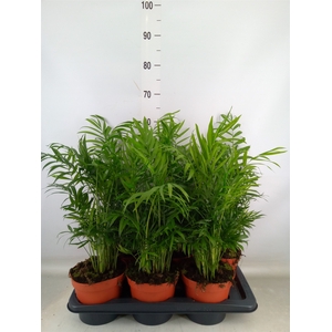 Chamaedorea elegans