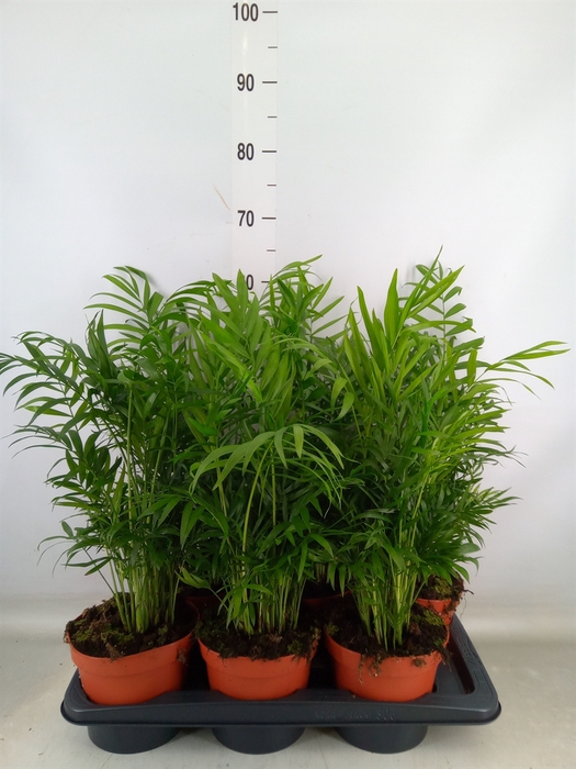 <h4>Chamaedorea elegans</h4>
