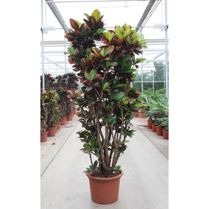 Codiaeum Petra (Croton)