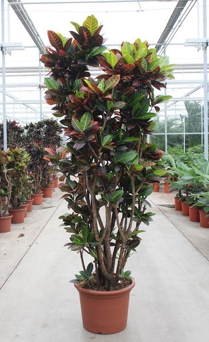 <h4>Codiaeum Petra (Croton)</h4>