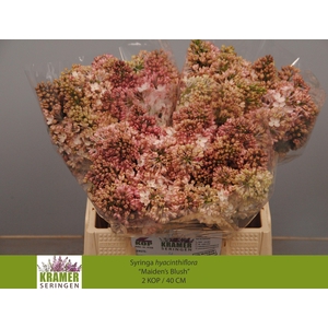 SYR HY MAIDENS BLUSH