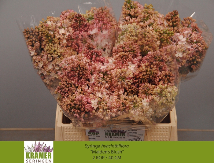 <h4>SYR HY MAIDENS BLUSH</h4>