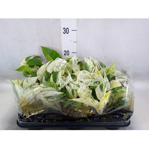 Epipremnum pinn. 'Marble Queen'