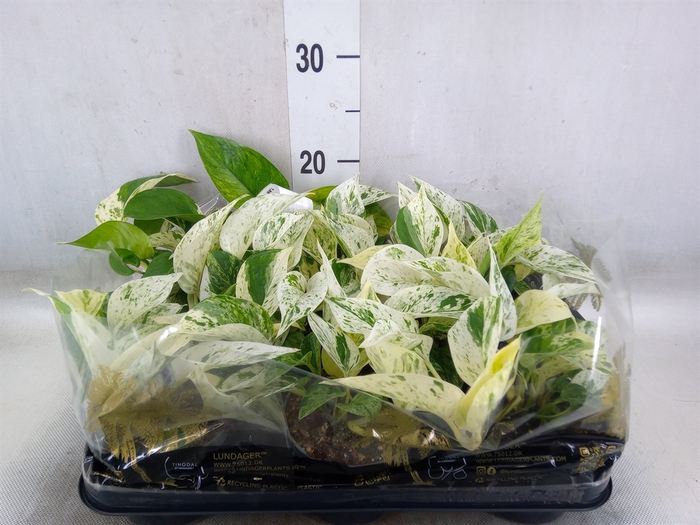 <h4>Epipremnum pinn. 'Marble Queen'</h4>