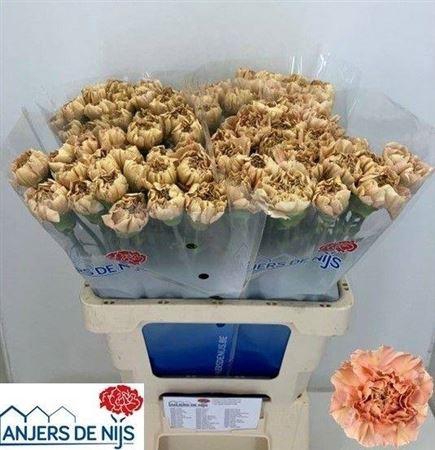 <h4>Di St Saona+</h4>