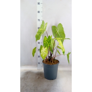Caladium   ...