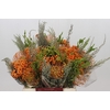 BQ Nutans Cordifolium SFB