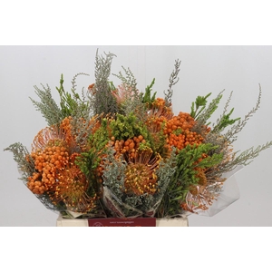 BQ Nutans Cordifolium SFB