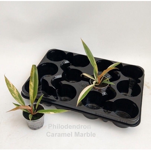 Philodendron Caramel Marble 7cm (variegata) *NEW*