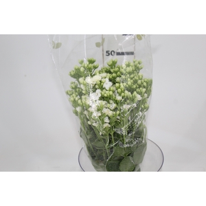 KALANCHOE DOBRADO CLEAR WHITE 050 CM