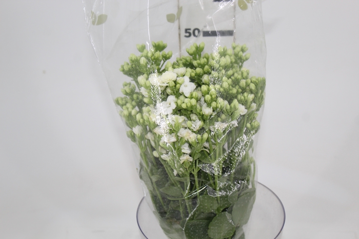 <h4>KALANCHOE DOBRADO CLEAR WHITE 050 CM</h4>