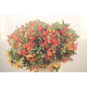Viburnum Op Compactum 4+