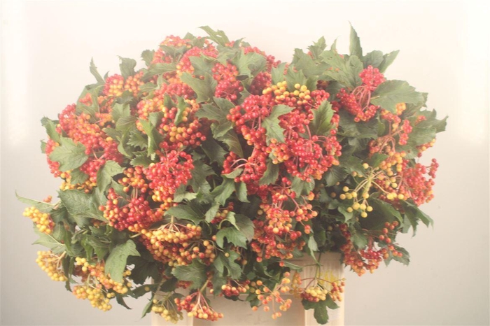 <h4>Viburnum Op Compactum 4+</h4>
