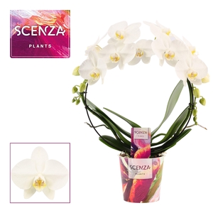 Phalaenopsis boog wit (Scenza)