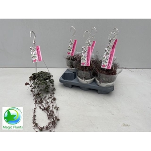 CEROPEGIA WOODII SUP