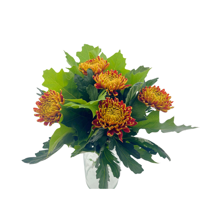 <h4>BQ Chrysanthemum Autumn</h4>