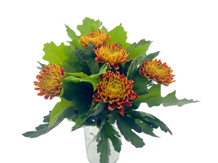 BQ Chrysanthemum Autumn