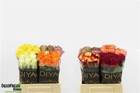 <h4>R Gr Gem In Fust</h4>