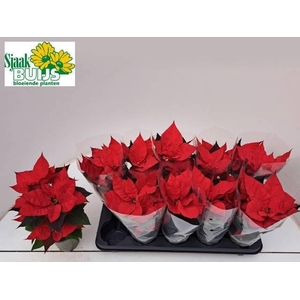 EUPHOR P CHR UNIVERS