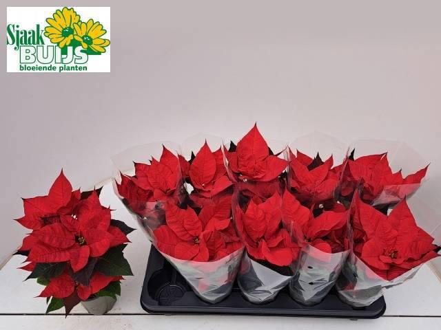 <h4>EUPHOR P CHR UNIVERS</h4>