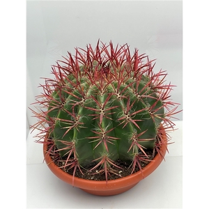 124 Fero Pilosus Steinesii 30 cm