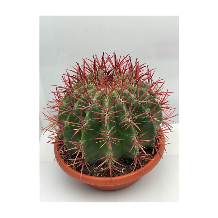<h4>124 Fero Pilosus Steinesii 30 cm</h4>