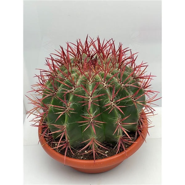 <h4>124 Fero Pilosus Steinesii 30 cm</h4>