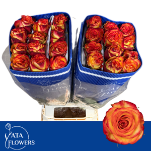 R GR HIGH & M YELLOW