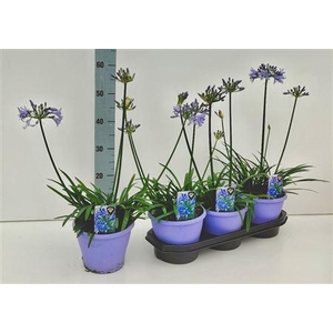 Agapanthus Crystal Line(r) Lichtbla