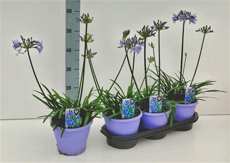 <h4>Agapanthus Crystal Line(r) Lichtbla</h4>