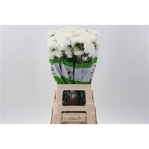 DI ST DELPHI WHITE