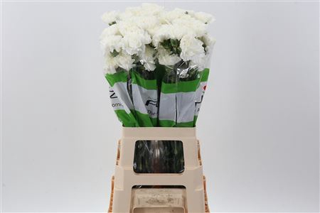 <h4>DI ST DELPHI WHITE</h4>