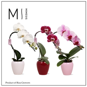 Phalaenopsis Swan Mix 1 spike – 7cm in Martine | Mimesis