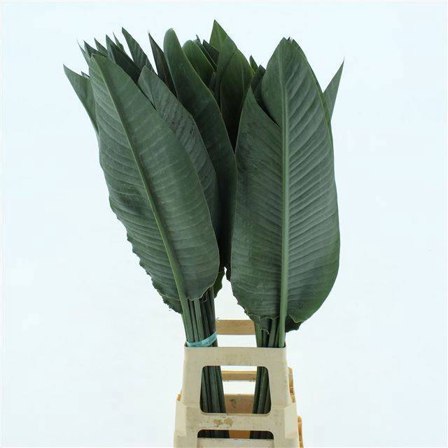 <h4>STRELIT BLAD</h4>