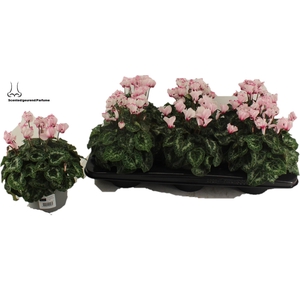 Cyclamen Absolu de morel
