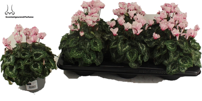 <h4>Cyclamen Absolu de morel</h4>
