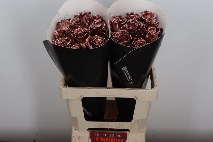 Wax-Rozen Wax Koper w21