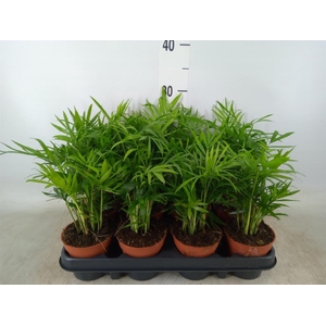 Chamaedorea elegans