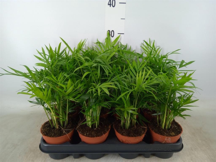 <h4>Chamaedorea elegans</h4>