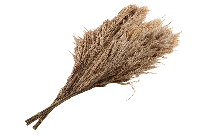 <h4>Sacuara Natural</h4>