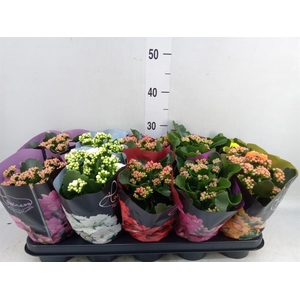 Kalanchoe blos. 'Perfecta'  ..mix 5