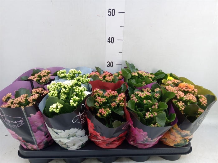 <h4>Kalanchoe blos. 'Perfecta'  ..mix 5</h4>