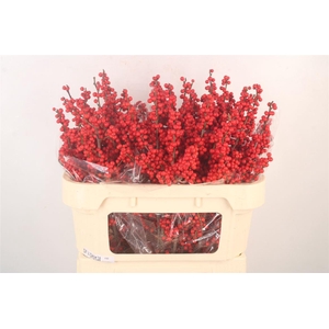 Ilex Verticilata Red