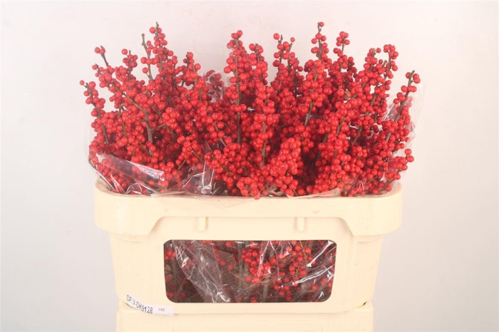 <h4>Ilex Verticilata Red</h4>
