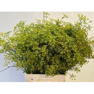 ANET GRAVEOLENS