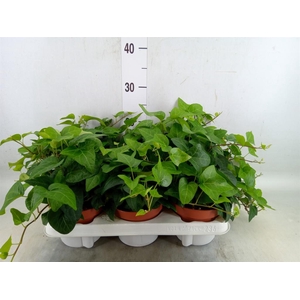 Hedera   ...green leafed