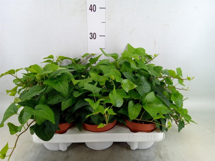 <h4>Hedera   ...green leafed</h4>