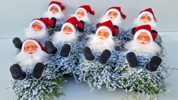 <h4>Soleirolia soleirolii ...green</h4>