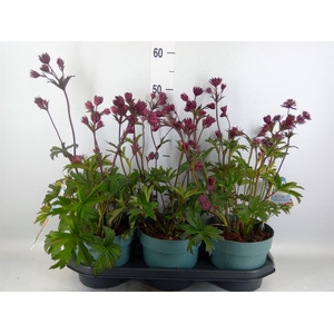 Astrantia major
